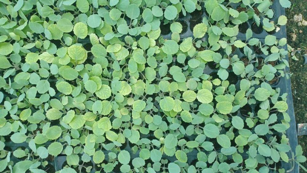 Is your cabbage nursery looking a little pale?